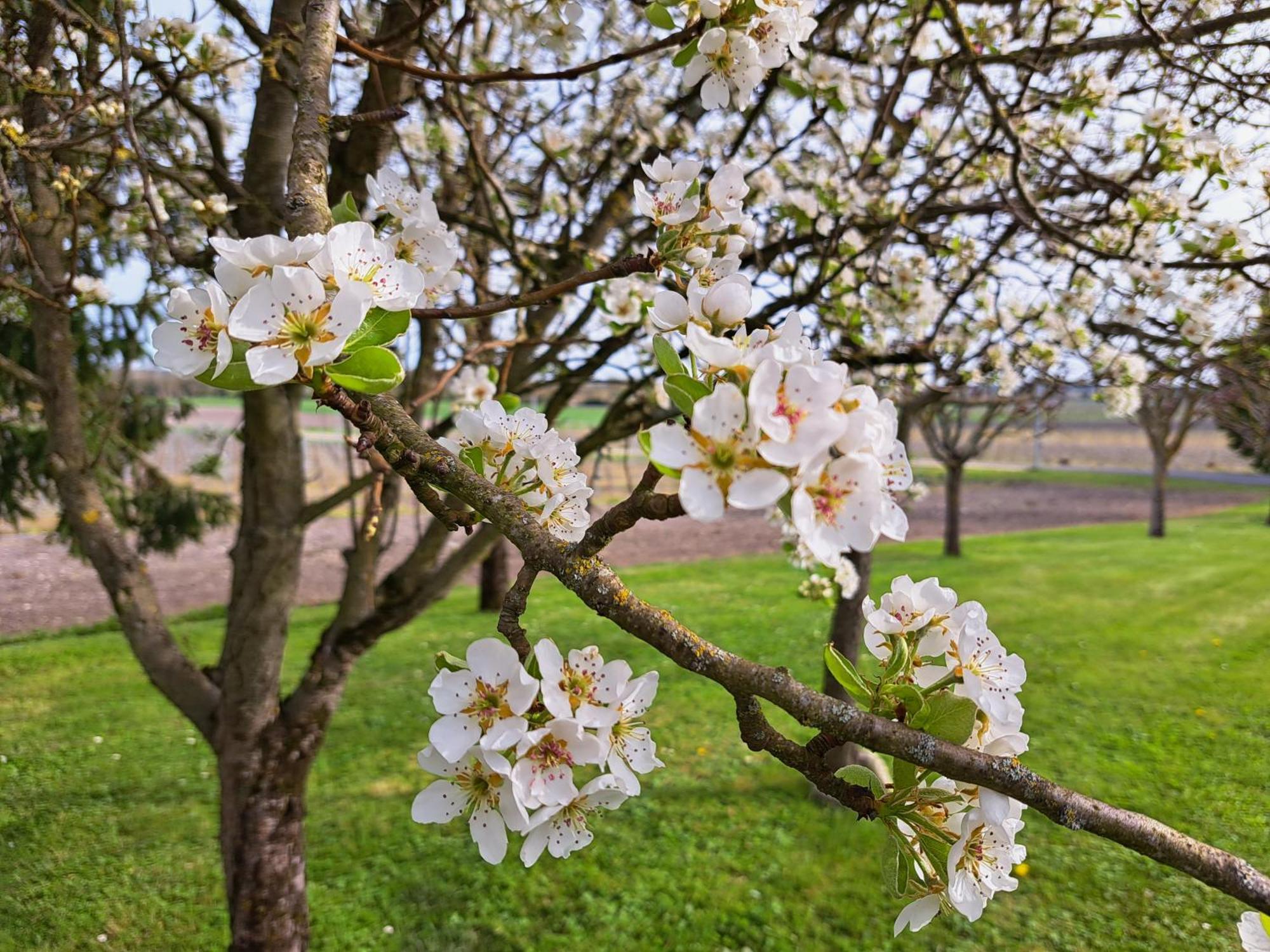 La Metairie Au Milieu Des Vignes Appartement Réaux Buitenkant foto